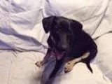 Adopt Princess a Black - with Brown Red Golden Orange or Chestnu