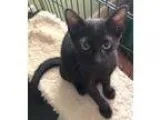 Adopt Indigo a All Black Bombay (short coat) cat in Houston TX (