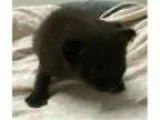 Adopt Mink a Brown or Chocolate Havana Brown (short coat) cat in