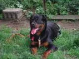 Adopt Broly a Black - with Brown Red Golden Orange or Chestnut R