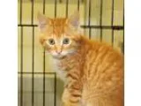Adopt KITTENS a Tortoiseshell Domestic Shorthair  Mixed (short c