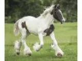 Yearling Gypsy Vanner Horse filly with top bloodlines