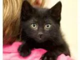 Adopt Pepper a Domestic Shorthair cat in Sioux Falls SD (1573263