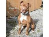 Beautiful German Shepard Mix for Adoption - 4 Years Old