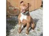 Beautiful German Shepard Mix for Adoption - 4 Years Old