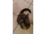 Adopt Elvira a Domestic Shorthair  Mixed (short coat) cat in Aus