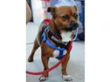 Adopt O Malley a RedGoldenOrangeCh estnut - with Black Pug  Dach