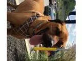 Adopt Boe a Boxer  Mixed dog in Cincinnati OH (15730743)