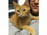 Adopt Curtis a Orange or Red Domestic Shorthair  Mixed (short co