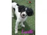 Adopt Lucille a White - with Black Shih Tzu  Poodle (Miniature) 