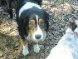Adopt Hooper a Australian Shepherd