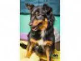 Adopt Livi a Australian Shepherd