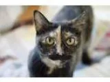 Adopt Velvet a Tortoiseshell Domestic Shorthair  Mixed (short co