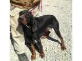 Adopt Jeb a Black and Tan Coonhound