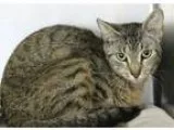 Adopt Dolphin a Brown Tabby Domestic Shorthair  Mixed (short coa