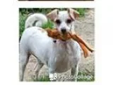 Adopt Pixel JS in MS a Jack Russell Terrier  Basenji  Mixed dog 