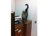 Adopt Kitty a Domestic Short Hair
