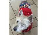 Adopt SIR HENRY MORGAN IN IA a TanYellowFawn Cairn Terrier  Mixe