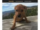 Adopt Smitty a RedGoldenOrangeCh estnut Labrador Retriever  Boxe