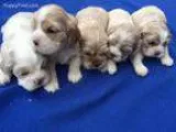 Cocker Puppy