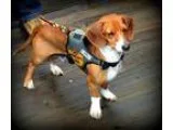Adopt Schnitzel a RedGoldenOrangeCh estnut - with White Dachshun