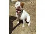 Adopt Bobo a White - with Red Golden Orange or Chestnut Pointer 