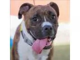Adopt Kali Lou a Boxer