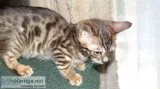 Female Bengal Kitten