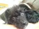 Adopt Billie a Black Wirehaired Fox Terrier  Terrier (Unknown Ty