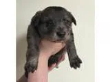 Adopt Cereal Puppy Cherrio a Australian Shepherd  Border Collie 