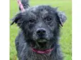 Adopt Callie a Merle Terrier (Unknown Type Medium)  Australian T