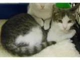 Adopt Scooter (FCID 101815 - 2 Foster Home) a Domestic Shorthair
