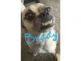 Adopt Ploukie s Puggy Texas a TanYellowFawn - with Black Pug  Mi