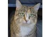 Adopt Tiger Lilly a Domestic Shorthair  Mixed cat in Salt Lake C