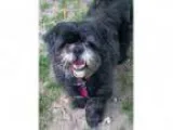Adopt Corey a Black Shih Tzu Lhasa Apso Mixed dog in Pontiac M