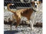 Adopt King a Husky Boxer