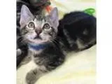 Adopt Huck a Gray Blue or Silver Tabby Domestic Shorthair (short