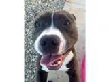 Adopt CLAY a Staffordshire Bull Terrier  Mixed dog in Sacramento