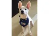 Adopt Bart a White Shepherd (Unknown Type)  Mixed dog in Sunnyva
