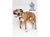 Adopt Socks a Boxer  Mixed dog in Knoxville TN (15714126)