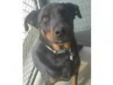 Adopt Cooper a Black and Tan Coonhound  Black and Tan Coonhound 