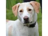 Adopt Wanda a Labrador Retriever  Mixed dog in Golden CO (156603