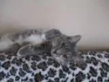 Adopt Winnie a Dilute Tortoiseshell