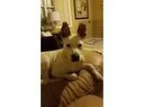 Adopt Luke a White - with Brown or Chocolate Boxer  Mixed dog in