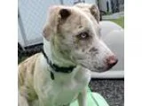 Adopt Ellie a Catahoula Leopard Dog  Mixed dog in Waynesville NC