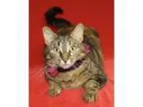 Adopt Corvette a Calico or Dilute Calico Domestic Shorthair (sho