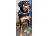 Adopt Lucy a Black and Tan Coonhound