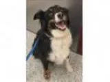 Adopt Sheila a Australian Shepherd Mixed dog in Golden CO (