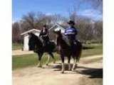 Well broke trail loving gelding. Safe sweet and smooth