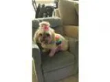 Adopt Gizzy a Shih Tzu